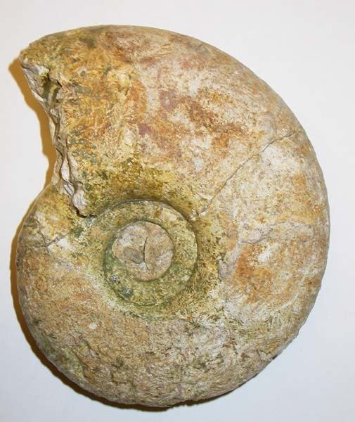 Pachydiscus Fossils of Northern Ireland Pachydiscus oldhami