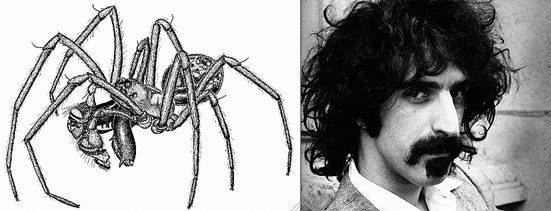 Pachygnatha zappa Spiders named after celebrities Album on Imgur