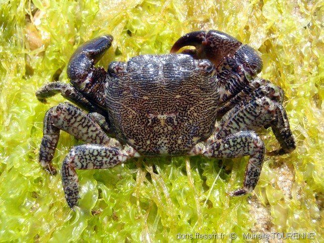 Pachygrapsus Crabby truths and myths Ecology Ocean71