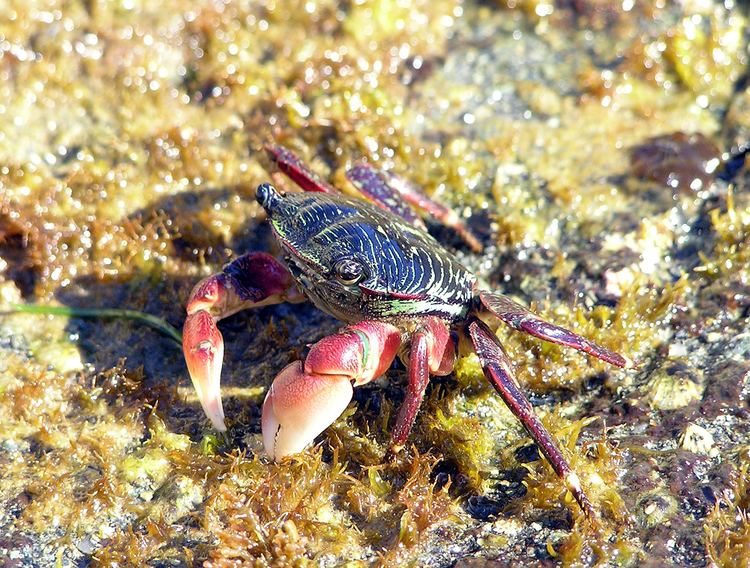 Pachygrapsus crassipes CalPhotos Pachygrapsus crassipes Striped Shore Crab