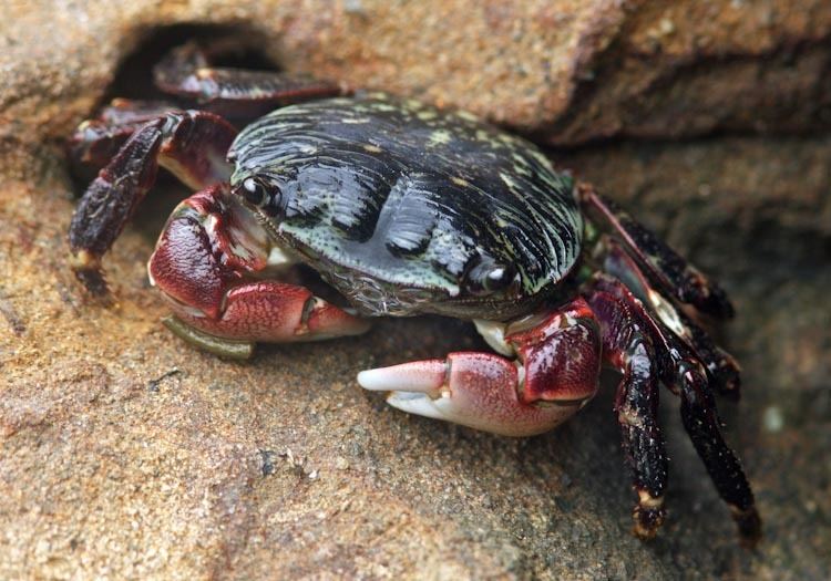 Pachygrapsus crassipes Pachygrapsus crassipes Striped shore crab