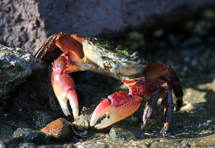 Pachygrapsus crassipes Striped Shore Crab Pachygrapsus crassipes Hayward Region Flickr
