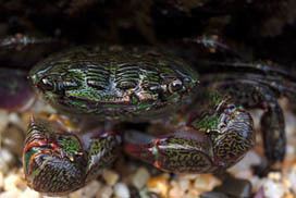 Pachygrapsus crassipes Striped Shore Crab