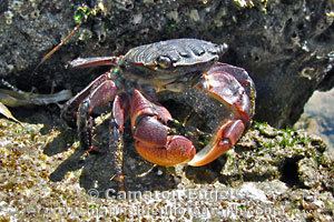 Pachygrapsus crassipes Striped Shore Crab Pachygrapsus crassipes