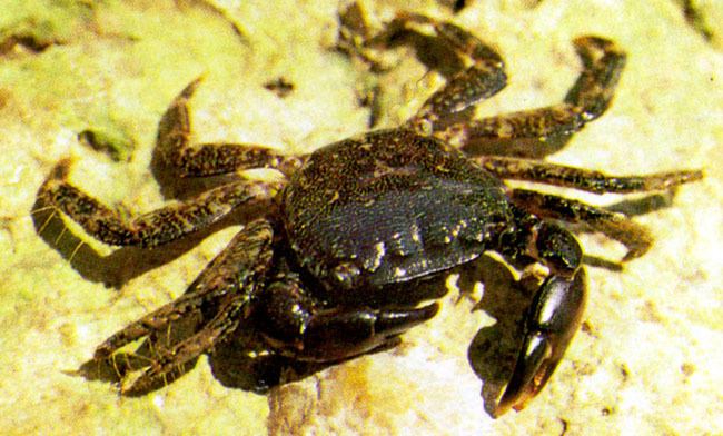 Pachygrapsus marmoratus Pachygrapsus marmoratus marbled rock crab