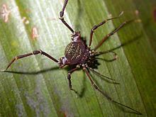 Pachylinae httpsuploadwikimediaorgwikipediacommonsthu