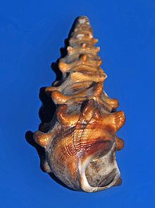 Pachymelania aurita httpsuploadwikimediaorgwikipediacommonsthu