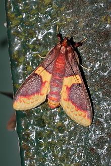 Pachynoa purpuralis httpsuploadwikimediaorgwikipediacommonsthu