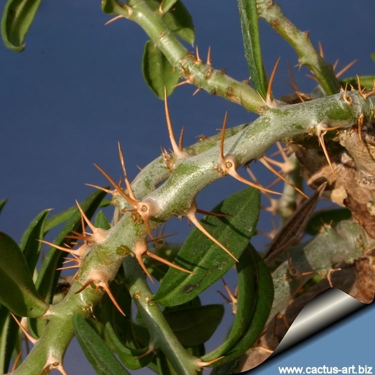 Pachypodium bispinosum wwwcactusartbizschedePACHYPODIUMPachypodium