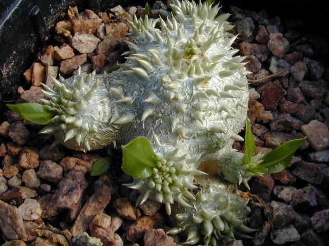 Pachypodium brevicaule Pachypodium brevicaule Living Stones Nursery amp Plants for the