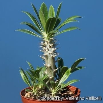 Pachypodium densiflorum wwwlliflecomEncyclopediaSUCCULENTSFamilyApoc