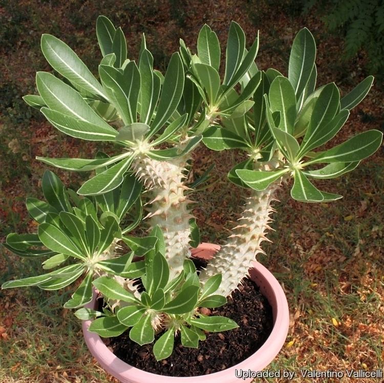 Pachypodium densiflorum Pachypodium densiflorum