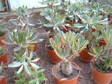 Pachypodium horombense Pachypodium horombense in our glasshouse YouTube