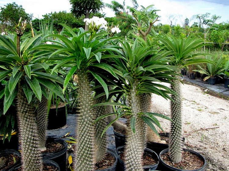 Pachypodium lamerei Pachypodium lamerei Madagascar Palm World of Succulents