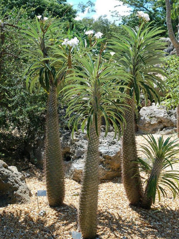 Pachypodium lamerei Pachypodium lamerei Madagascar Palm Club Foot Plant
