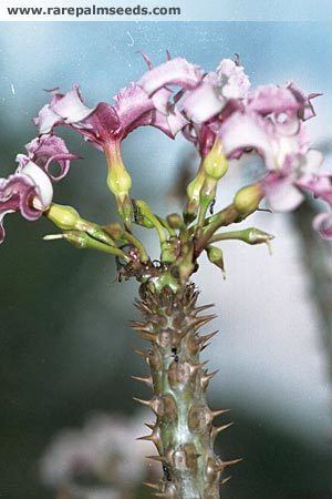 Pachypodium rutenbergianum Pachypodium rutenbergianum buy seeds at rarepalmseedscom