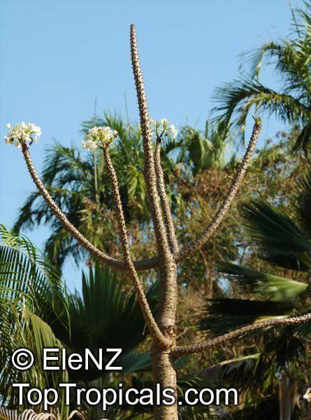 Pachypodium rutenbergianum toptropicalscompicsgardenm1EleNZ3Pachypodium