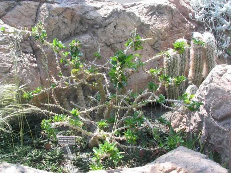 Pachypodium saundersii httpsuploadwikimediaorgwikipediacommons88
