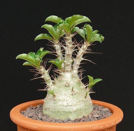 Pachypodium saundersii PACHYPODIUM SAUNDERSII VAR COMPACTA 030615 Afrikanische