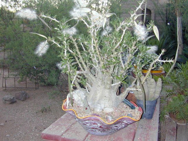 Pachypodium saundersii Pachypodium saundersii Living Stones Nursery amp Plants for the
