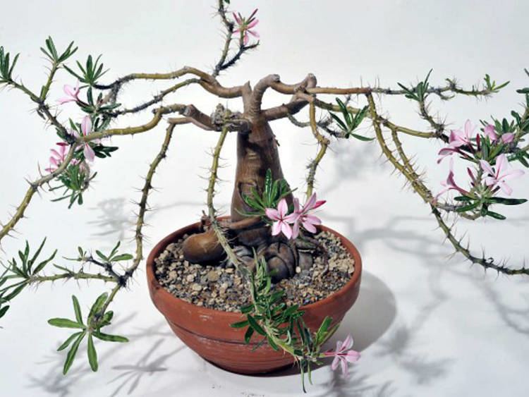 Pachypodium succulentum Pachypodium succulentum World of Succulents