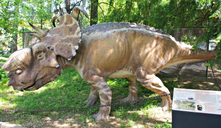Pachyrhinosaurus Pachyrhinosaurus Facts and Pictures