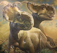 Pachyrhinosaurus httpsuploadwikimediaorgwikipediacommonsthu