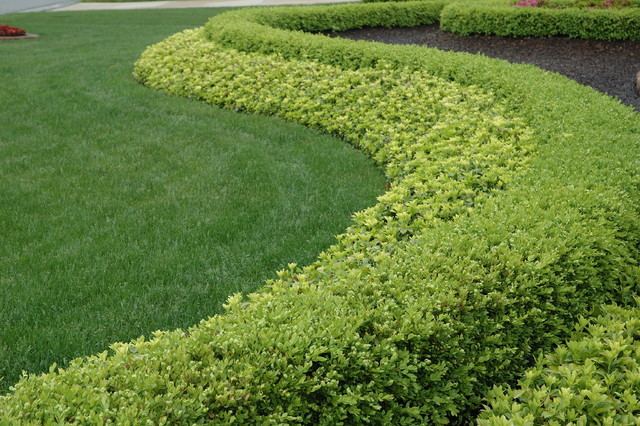Pachysandra How to Use Pachysandra Responsibly in the Landscape
