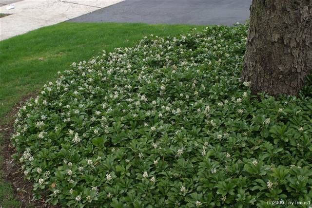 Pachysandra 1000 images about Pachysandra on Pinterest Gardens White flowers