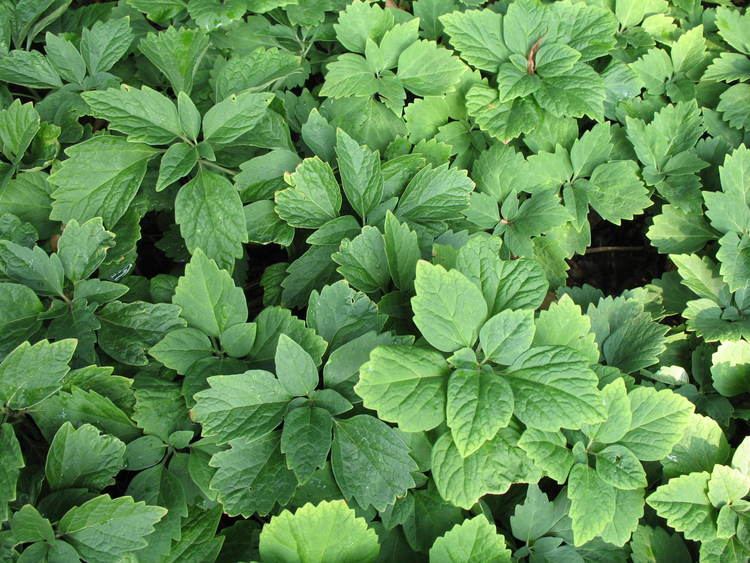 Pachysandra procumbens Online Plant Guide Pachysandra procumbens 39Forest Green39 Forest