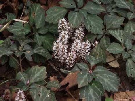 Pachysandra procumbens PACHYSANDRA procumbens