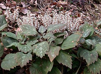 Pachysandra procumbens spurge Pachysandra procumbens