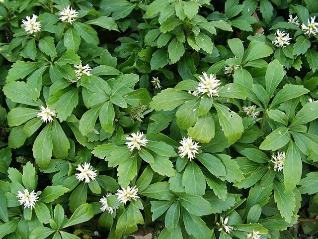 Pachysandra terminalis Pachysandra Plants How to Grow and Care for Japanese Pachysandra