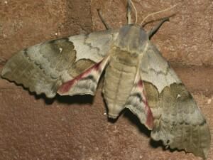 Pachysphinx occidentalis Moth Photographers Group Pachysphinx occidentalis 7829