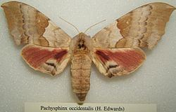 Pachysphinx occidentalis Pachysphinx occidentalis Wikipedia