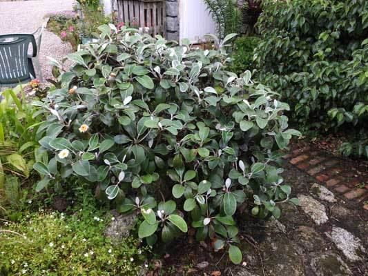 Pachystegia insignis Lower Kenneggy Nurseries pachystegia insignis