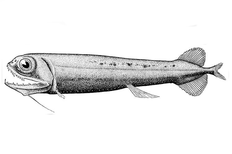 Pachystomias microdon fishesofaustralianetauImagesImagePachystomias