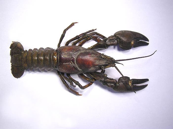 Pacifastacus Pacifastacus leniusculus Signal crayfish