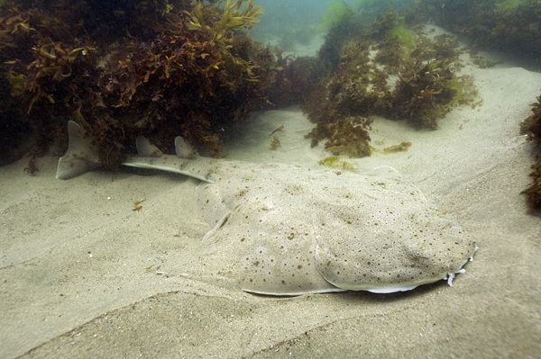 Pacific angelshark Pacific Angel Shark Information and Pictures