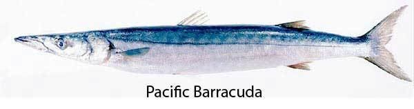 Pacific barracuda Mobile Website