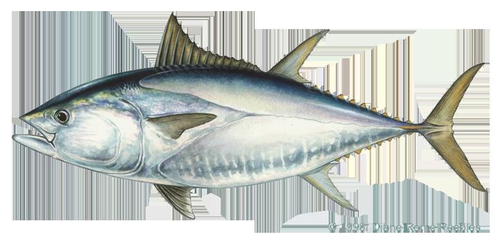 Pacific bluefin tuna BWTunaPacbluepng