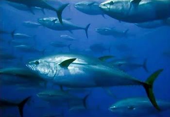 Pacific bluefin tuna Pacific Bluefin Tuna Population Down 96 Percent ENS
