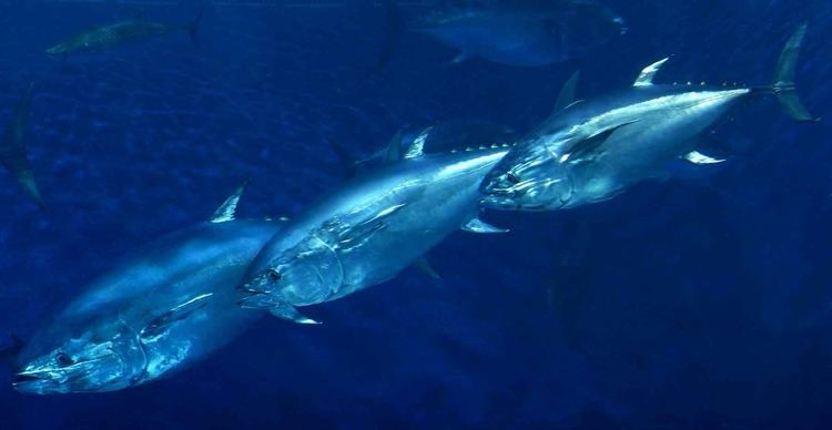 Pacific bluefin tuna Pacific bluefin tuna Conservation amp Science