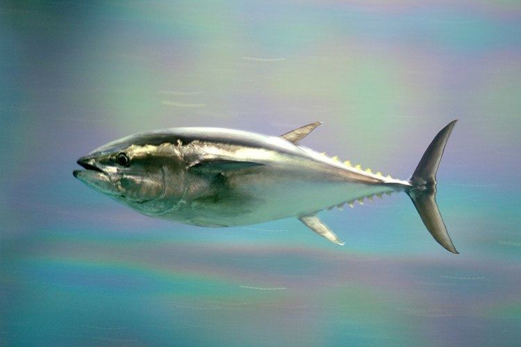 Pacific bluefin tuna Pacific bluefin tuna Wikipedia