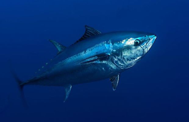 Pacific bluefin tuna Pacific Bluefin tuna fishery on the hook fisherynationcom