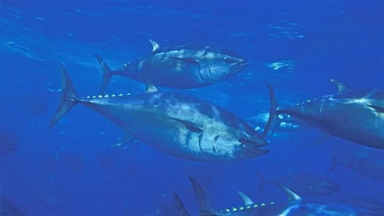 Pacific bluefin tuna wwwpewtrustsorgmediaPostLaunchImages2016