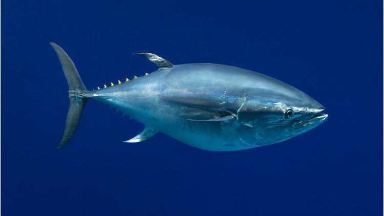 Pacific bluefin tuna Pacific bluefin tuna Open Waters Fishes Thunnus orientalis at the