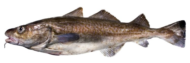 Pacific cod Bottomfish Identification Guide Pacific Cod Gadus macrocephalus