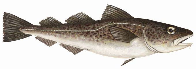 Pacific cod Pacific Cod Northern Wave Seafood Pacific Halibut Pacific Cod