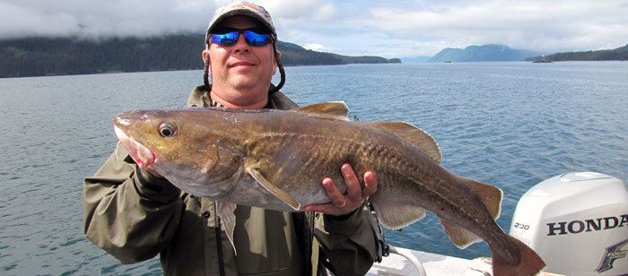 Pacific cod Pacific Cod Alaska Fishing Alaska Outdoors Supersite